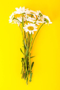 Beyaz taze chamomiles demet