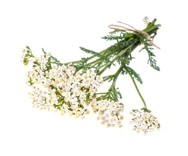 Grup Achillea millefolium beyaz çiçekli