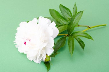 Parlak zemin üzerine beyaz çiçekli şakayık Şubesi