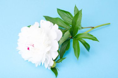 Parlak zemin üzerine beyaz çiçekli şakayık Şubesi