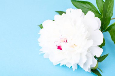 Parlak zemin üzerine beyaz çiçekli şakayık Şubesi