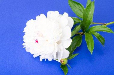 Parlak zemin üzerine beyaz çiçekli şakayık Şubesi