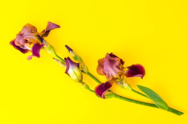 Parlak Kağıt arka plan üzerinde çiçek açan Iris.