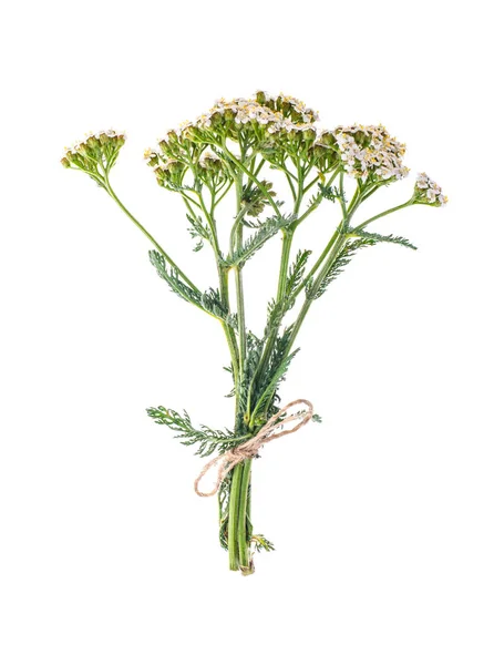 Групувати Ахіллеа Мілфолій з білими квітами — стокове фото