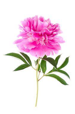 Tek çiçekli pembe şakayık