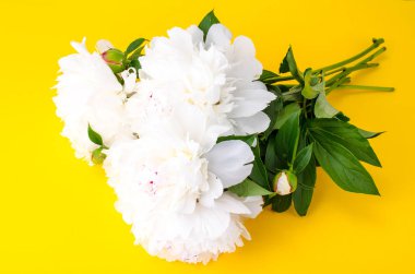 Parlak zemin üzerine beyaz peonies