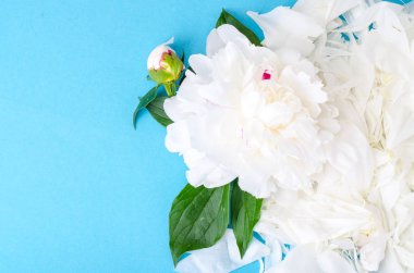 Parlak zemin üzerine beyaz peonies