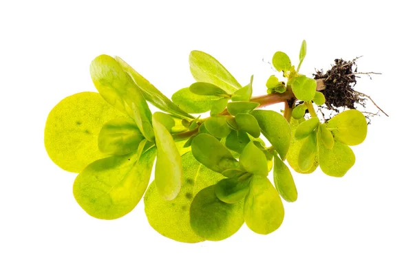 緑のマツバボタンの葉と茎 — ストック写真
