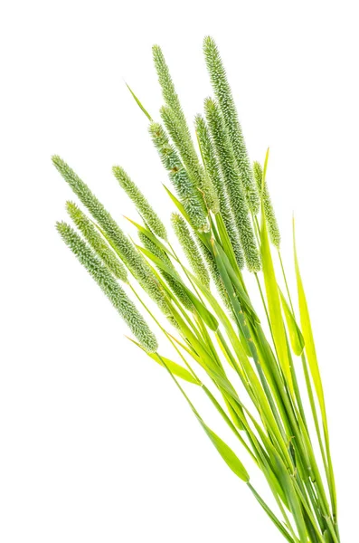 Gräs härrör Phleum — Stockfoto