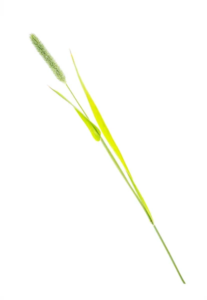 Grass stems Phleum — Stock Photo, Image