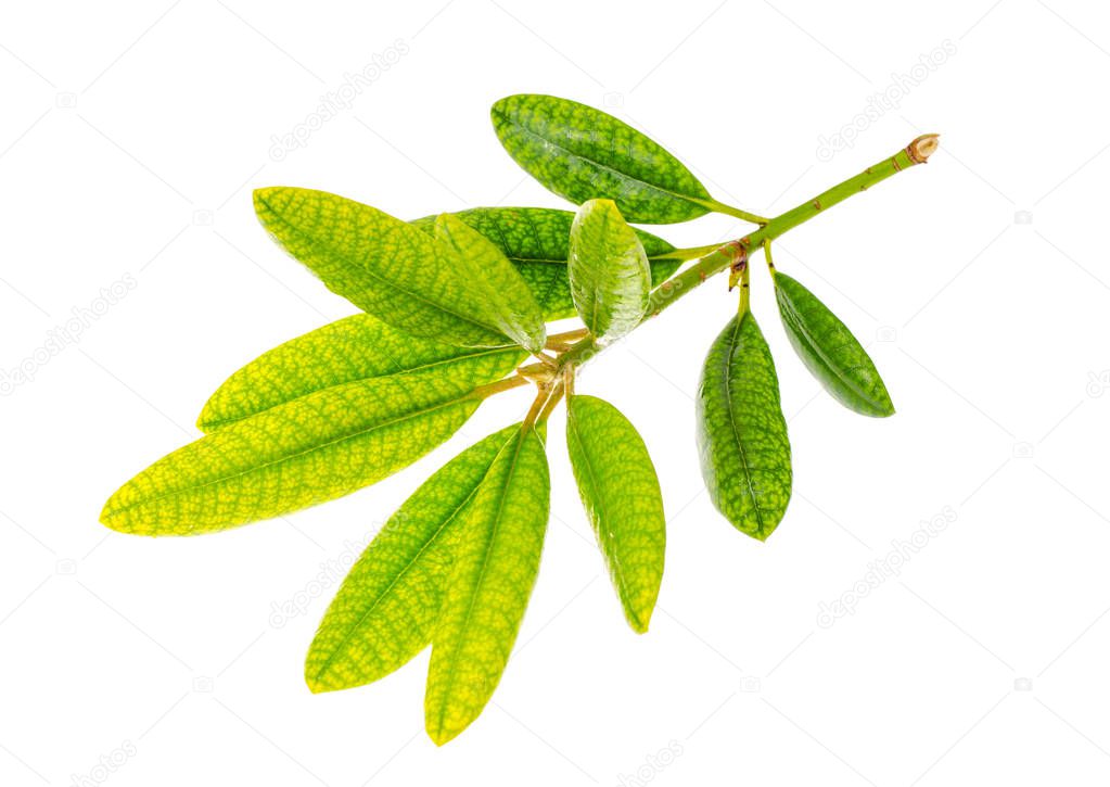 Branch of rhododendron with leaves, isolated on white background