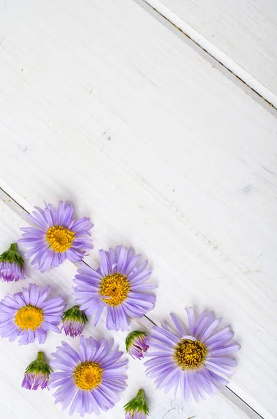 Flores violetas sobre fondo blanco de madera —  Fotos de Stock