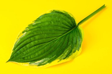 Motley ana parlak zemin üzerine bırakır.