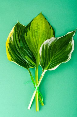 Motley ana parlak zemin üzerine bırakır.