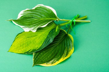 Motley ana parlak zemin üzerine bırakır.