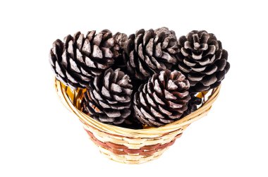 Beyaz arka plan üzerinde birçok kahverengi renk doğal kuru çam kozalakları