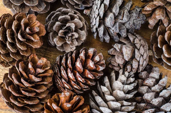 Brown pine and cedar cones on wooden background