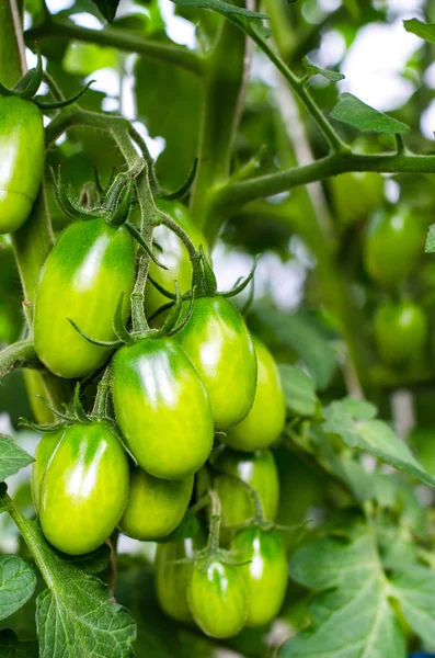 Зеленые помидоры на кустах — стоковое фото