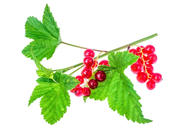 Red currant branch with berries and green leaves — Stock Photo, Image