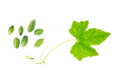 Melothria scabra, mouse melon sweet delicious vegetable, mexican fruit, plant leaves clipart