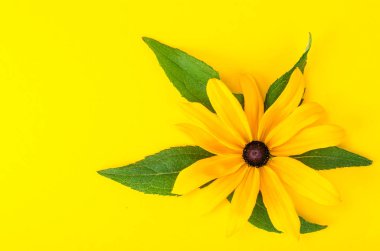 Parlak arka plan, metin için yer üzerinde sarı çiçek