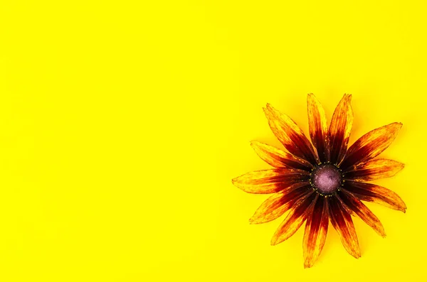 Żółty kwiat na jasnym tle, miejsca na tekst — Zdjęcie stockowe