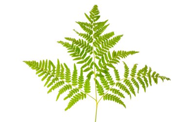 yeşil eğreltiotu yaprağı