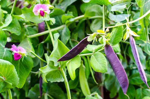 Purple pods of garden peas — Stock Photo, Image