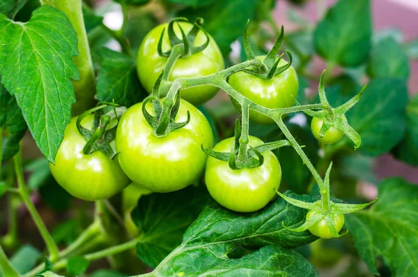 Groene tomaten op struik — Stockfoto