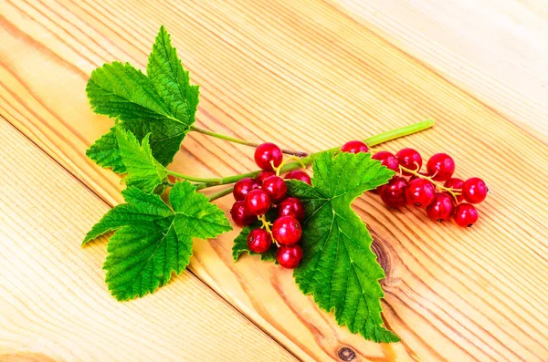 Red currant branch with berries and green leaves — Stock Photo, Image