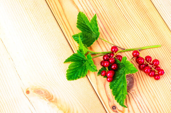 Красная смородина с ягодами и зелеными листьями
