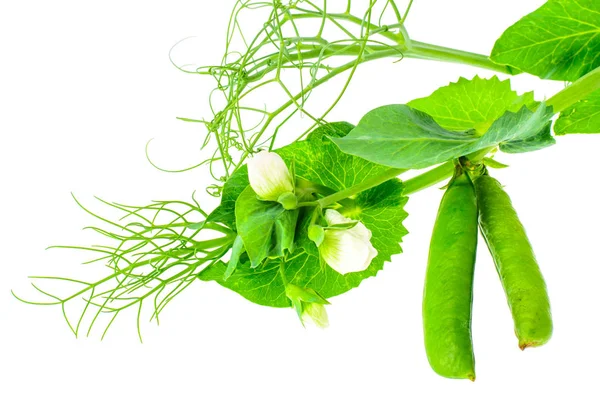 Rama de guisantes verdes con hojas y vainas — Foto de Stock