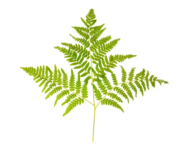 Gröna blad av ormbunke — Stockfoto