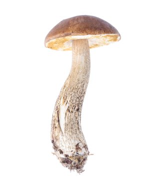 Bir mantar Leccinum, beyaz arka plan üzerinde izole
