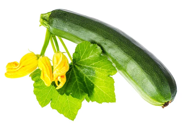 Bladeren en bloem van courgette — Stockfoto