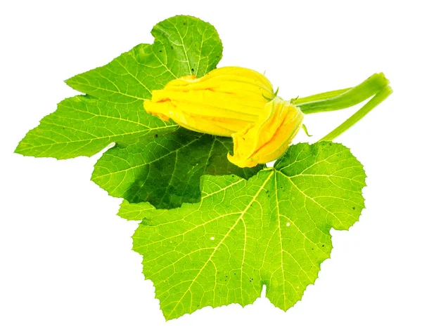Hojas y flor de calabacín —  Fotos de Stock