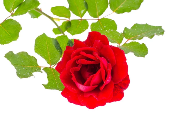 Jeden piękny bordowy Róża na białym tle — Zdjęcie stockowe