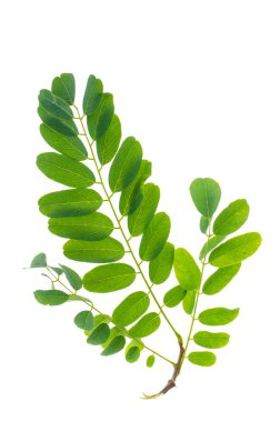 Beyaz arkaplanda yeşil akasya yaprağı