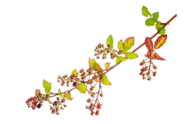 Rama de moras con bayas inmaduras — Foto de Stock