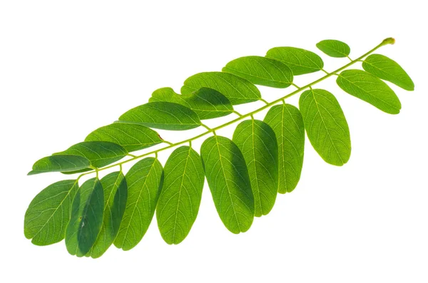 Gröna akaciablad på vit bakgrund — Stockfoto