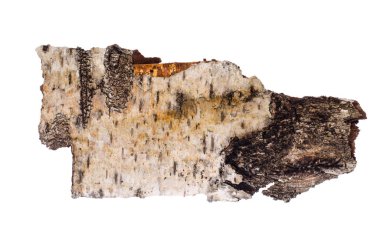 Huş kabuğu beyaz arka plan üzerinde izole parçası