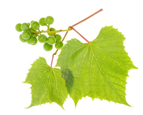 Rama de uvas verdes inmaduras con hojas sobre fondo blanco —  Fotos de Stock