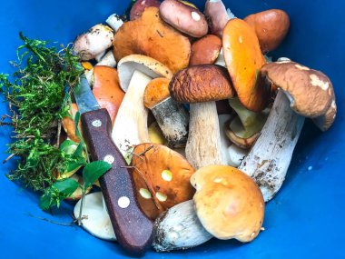 Yenilebilir yabani mantar demet