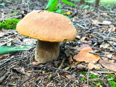 Ormanda büyüyen yenilebilir beyaz mantar çörek