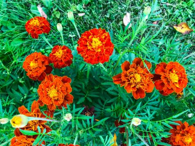 Tagetes şifalı bitkiler