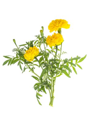 Marigolds beyaz zemin üzerine sarı portakal çiçeği ile