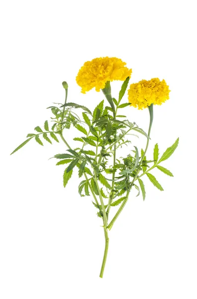 Caléndulas con flor amarilla anaranjada sobre fondo blanco —  Fotos de Stock