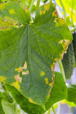 Hastalık ve zararlıları salatalık yapraklarda