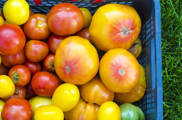 Hasat, domates ve boyutları farklı çeşitlerin mix — Stok fotoğraf