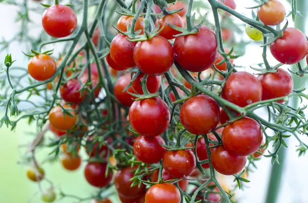 Diseases and damage on tomato fruits — Stock Photo, Image